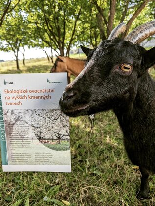 Ekologické ovocinařství na vyšších kmenných tvarech