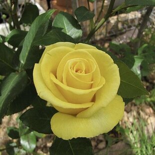Ruža Helmut Schmidt 35 - 55 cm