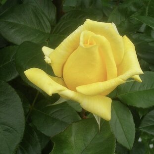 Ruža Landora 35 - 55 cm