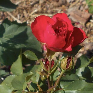 Ruža Queen of Bermuda 35 - 55 cm