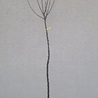 Jabloň Vytúžené 160 - 190 cm kmeň+koruna