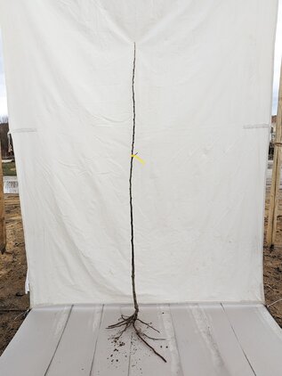 Jabloň Coxova reneta 140 - 170 cm hrotiak