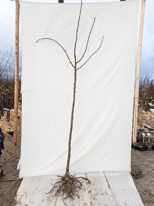Jabloň Hodvábne neskorokvitnúce 160 - 190 cm kmeň+koruna