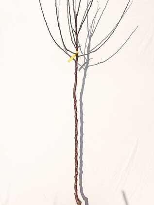 Jabloň Matkino 130 - 150 cm kmeň+koruna AIRPOT
