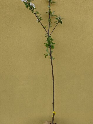 Jabloň Reneta Grigia 80 - 110 cm kmeň+koruna