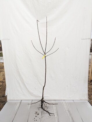 Jabloň Reneta Grigia 80 - 110 cm kmeň+koruna