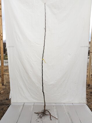 Jabloň Watervlietske mramorované 170+ cm hrotiak