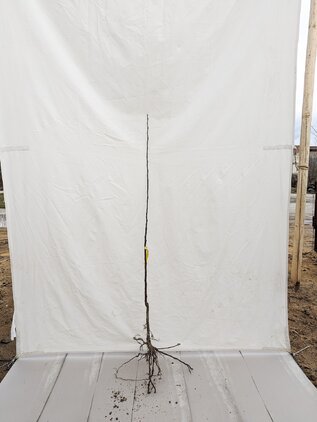 Jabloň Watervlietske mramorované 80 - 140 cm hrotiak