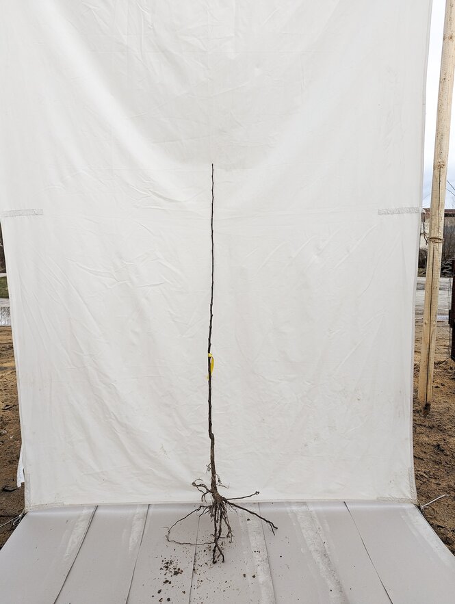 Jabloň Watervlietske mramorované 80 - 140 cm hrotiak
