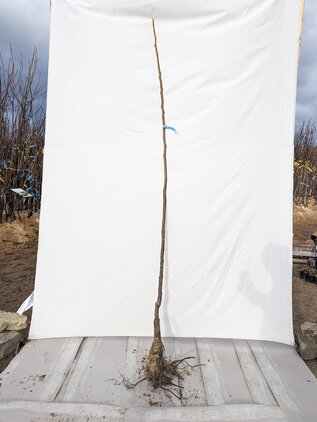 Orech kráľovský Franquette 90 - 140 cm hrotiak