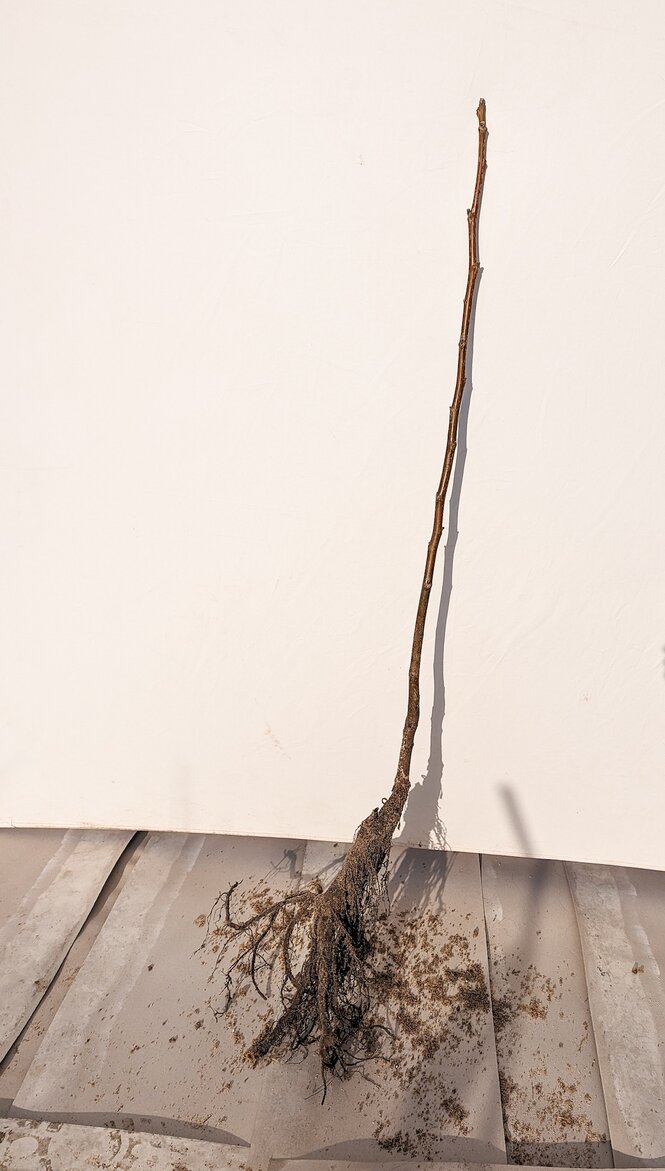 Orech kráľovský Hartley 50 - 90 cm hrotiak