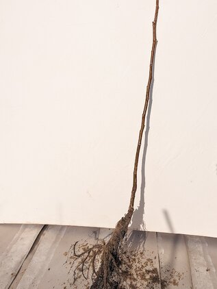Orech kráľovský Seifersdorský 50 - 90 cm hrotiak