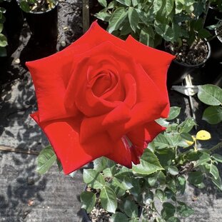 Ruža Lidka 35 - 55 cm