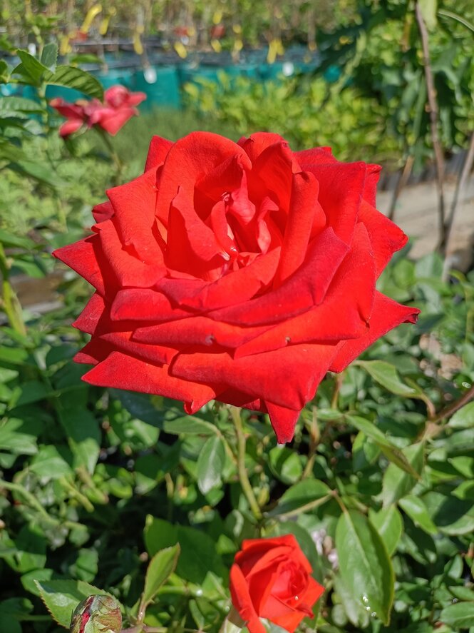 Ruža Lidka 35 - 55 cm