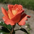 Ruža Monica 35 - 55 cm