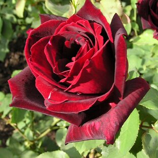Ruža Papa Meilland 35 - 55 cm