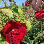 Ruža Papa Meilland 35 - 55 cm
