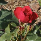 Ruža Queen of Bermuda 35 - 55 cm
