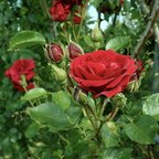 Ruža Sympathia 35 - 55 cm