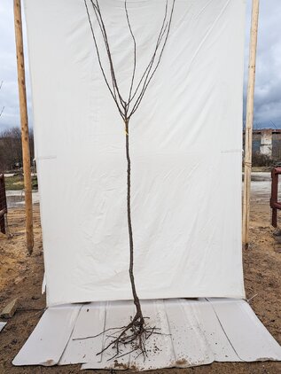 Slivka Mirabelka Nancyská 130 - 150 cm kmeň+koruna