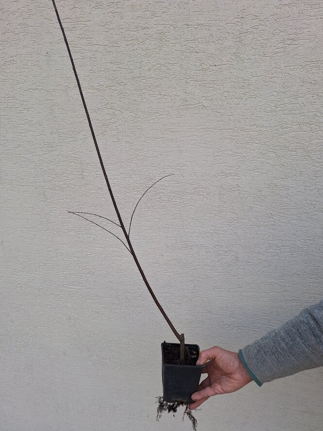 Vŕba košikárska Nigricans 100 - 150 cm